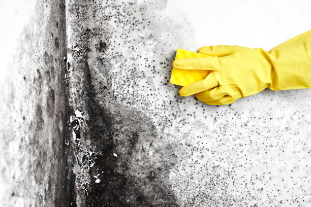 Best Certified Mold Removal  in Griggsvle, IL