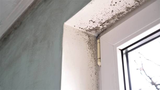 Best Best Mold Removal Companies  in Griggsvle, IL