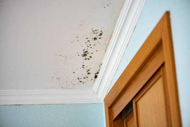 Best Same-Day Mold Removal  in Griggsvle, IL