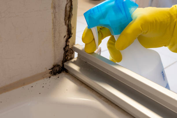 Best Mold Removal Company Near Me  in Griggsvle, IL