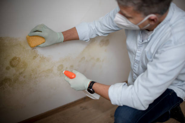 Best Crawl Space Mold Removal  in Griggsvle, IL