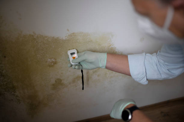 Best Home Mold Removal  in Griggsvle, IL
