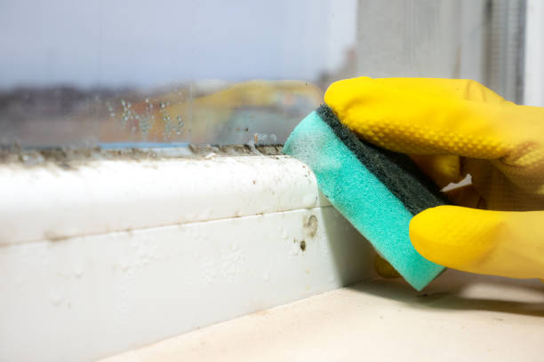 Best Residential Mold Removal  in Griggsvle, IL