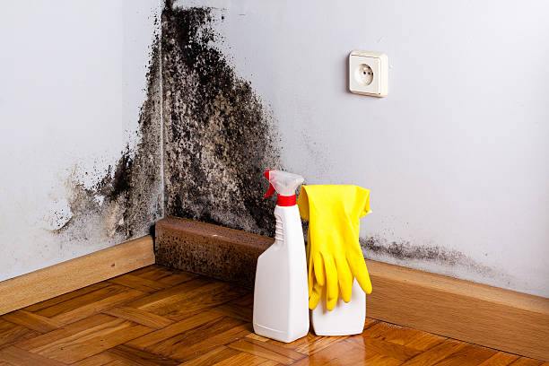 Best Mold Testing  in Griggsvle, IL