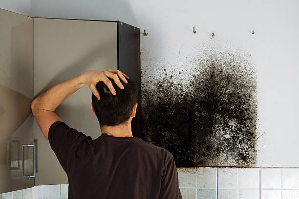Best Mold Damage Repair  in Griggsvle, IL