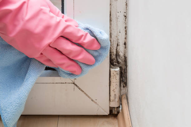 Best Affordable Mold Removal  in Griggsvle, IL